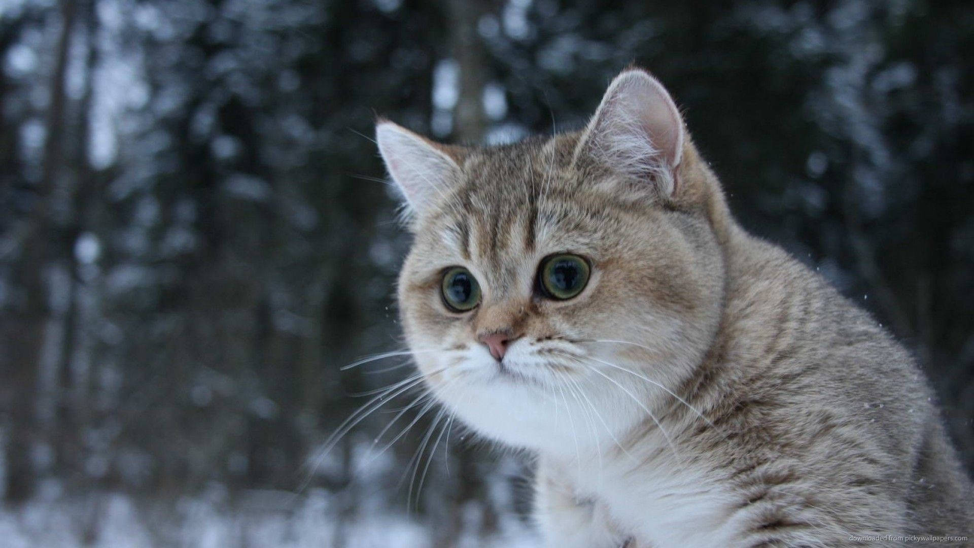 This Fluffy Cat Will Melt Your Heart Wallpaper