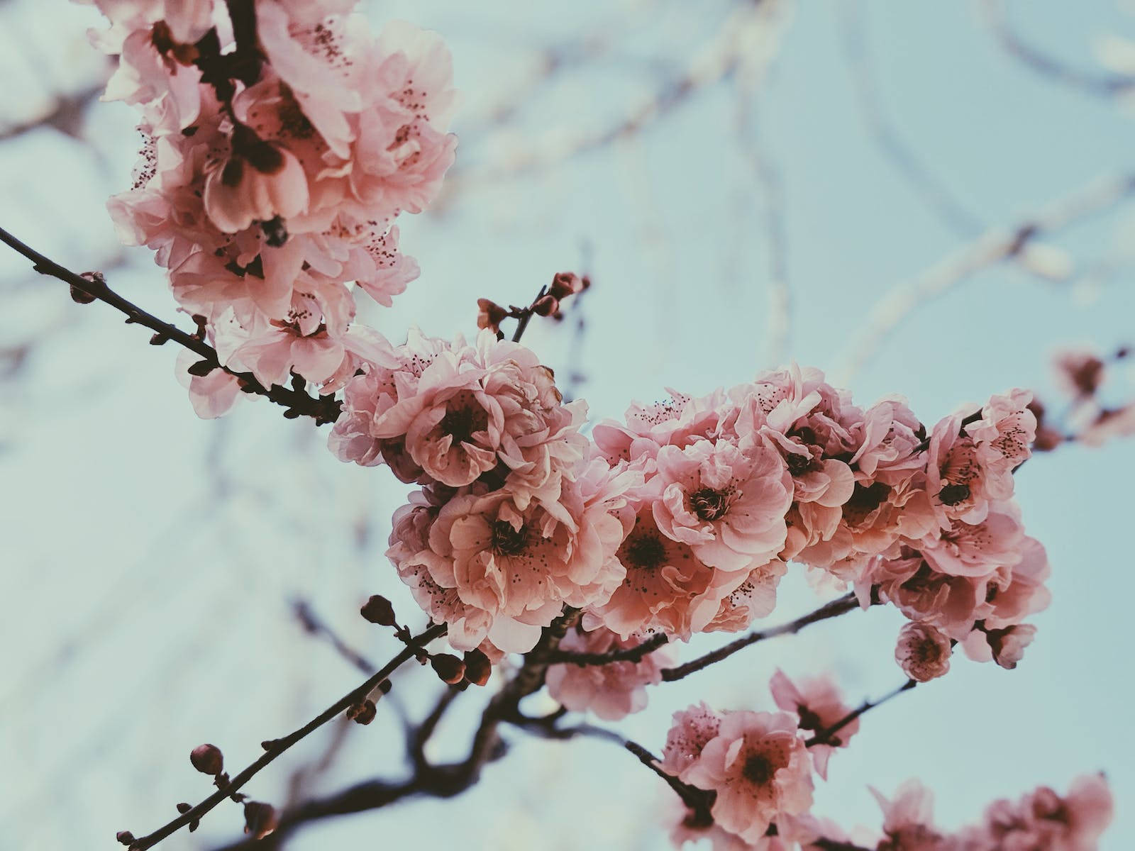 Hd Close-up Of Cherry Blossoms Wallpaper
