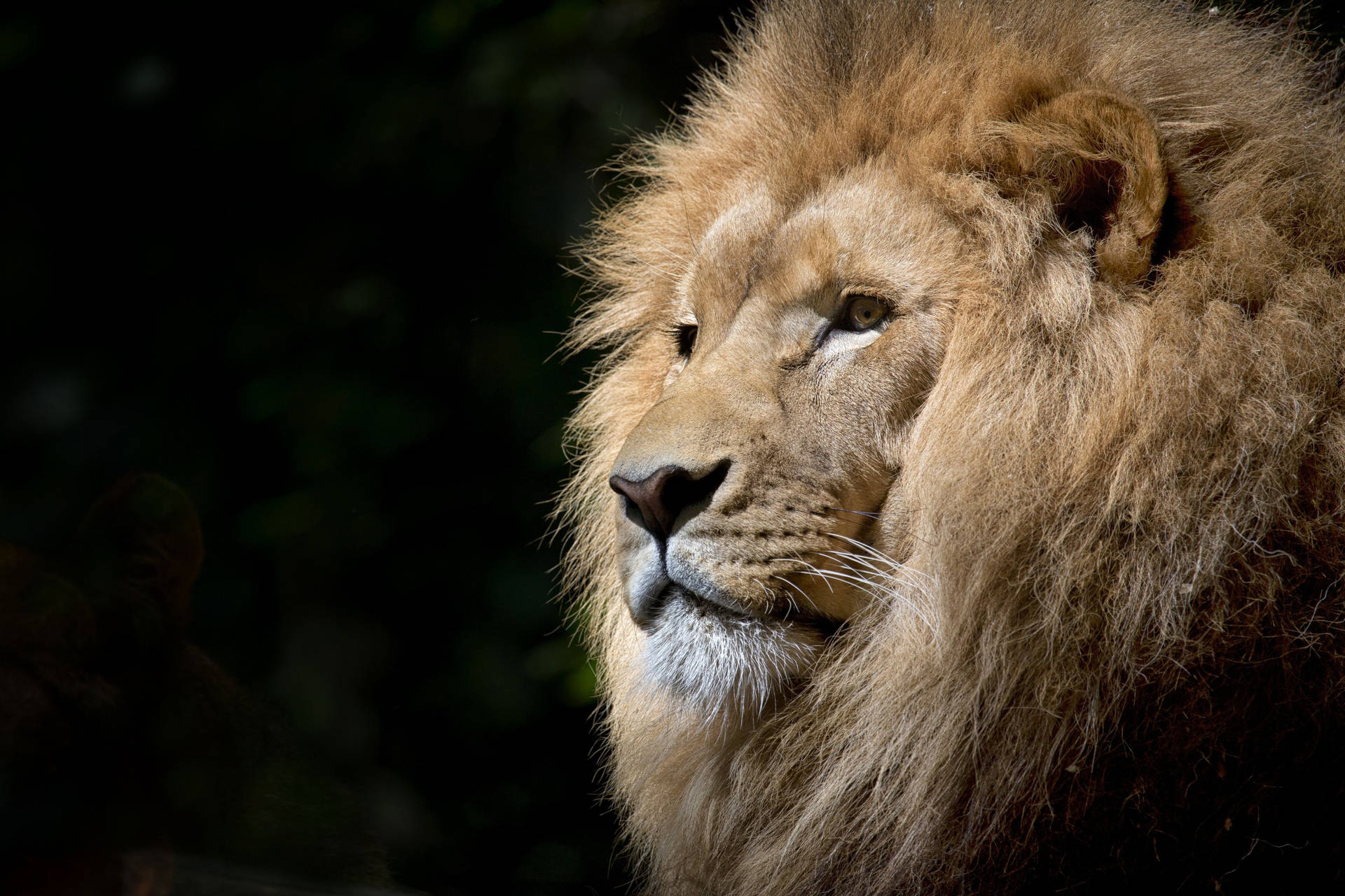 HD wallpaper of close-up of lion's face with thick mane.  