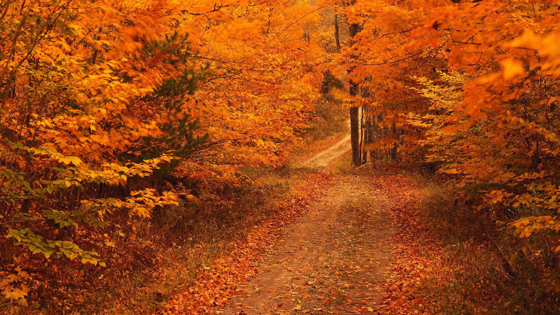 Autumn Forest Road Hd Fall Background