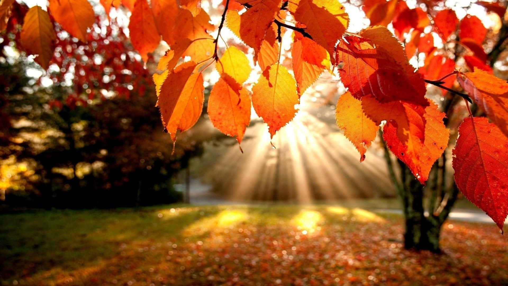 Autumn Leaves With Sunshine Hd Fall Background