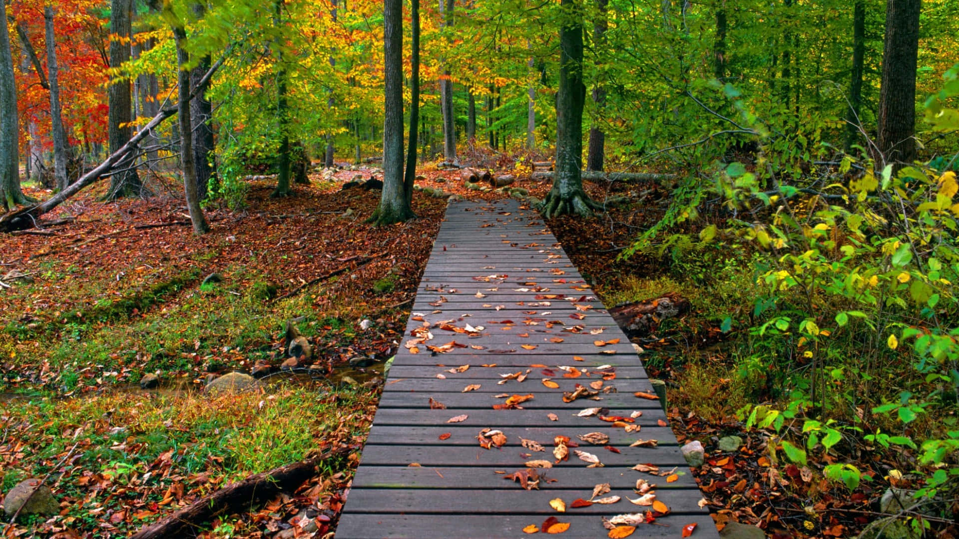 Forest With Wooden Boardwalk Hd Fall Background