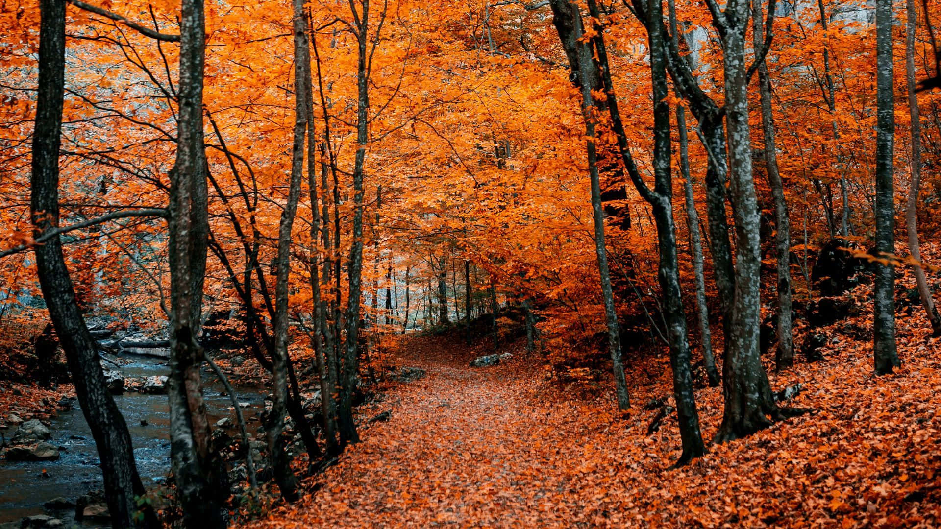 Autumn Forest Path With Deciduous Trees Hd Fall Background