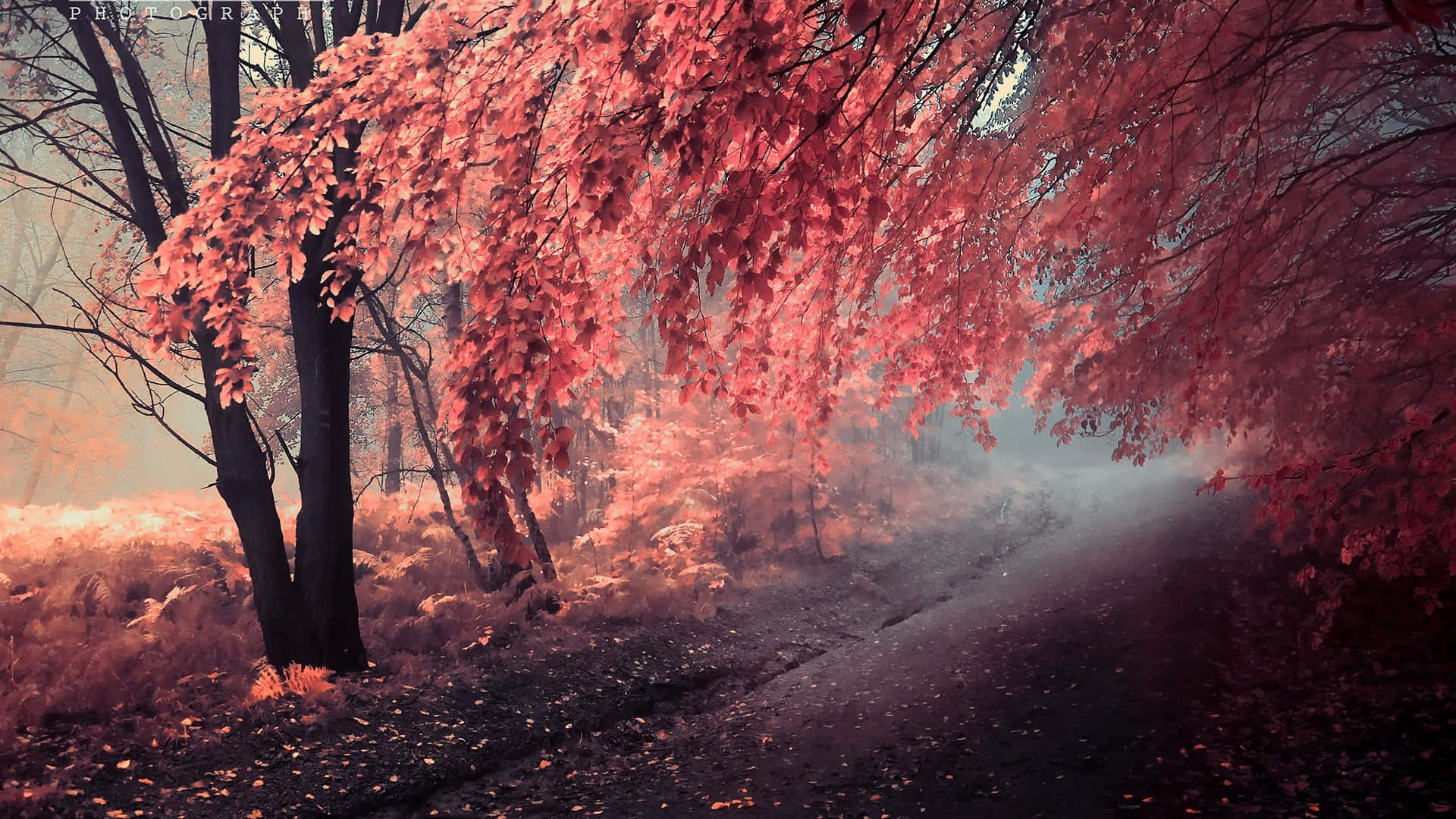 Mist Road With Pink Trees Hd Fall Background Illustration Background