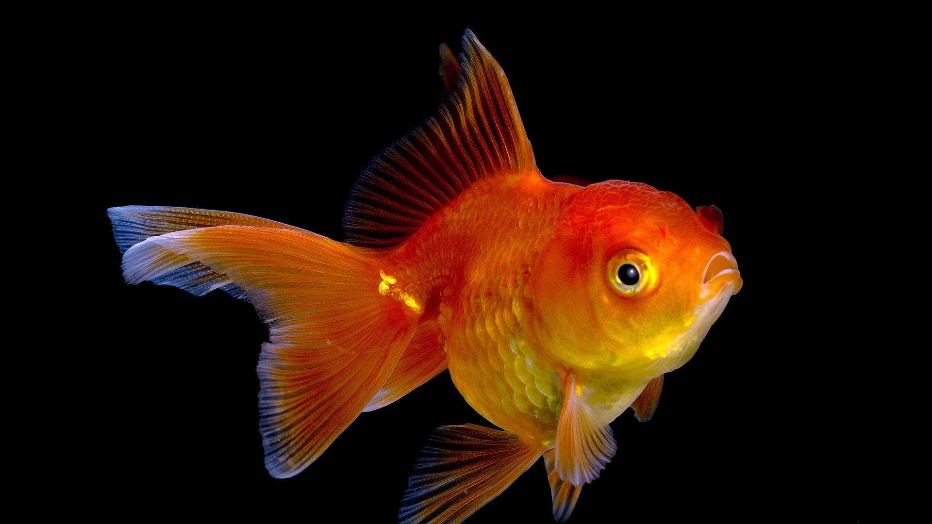 HD Fish Cute Swimming Fantail Wallpaper
