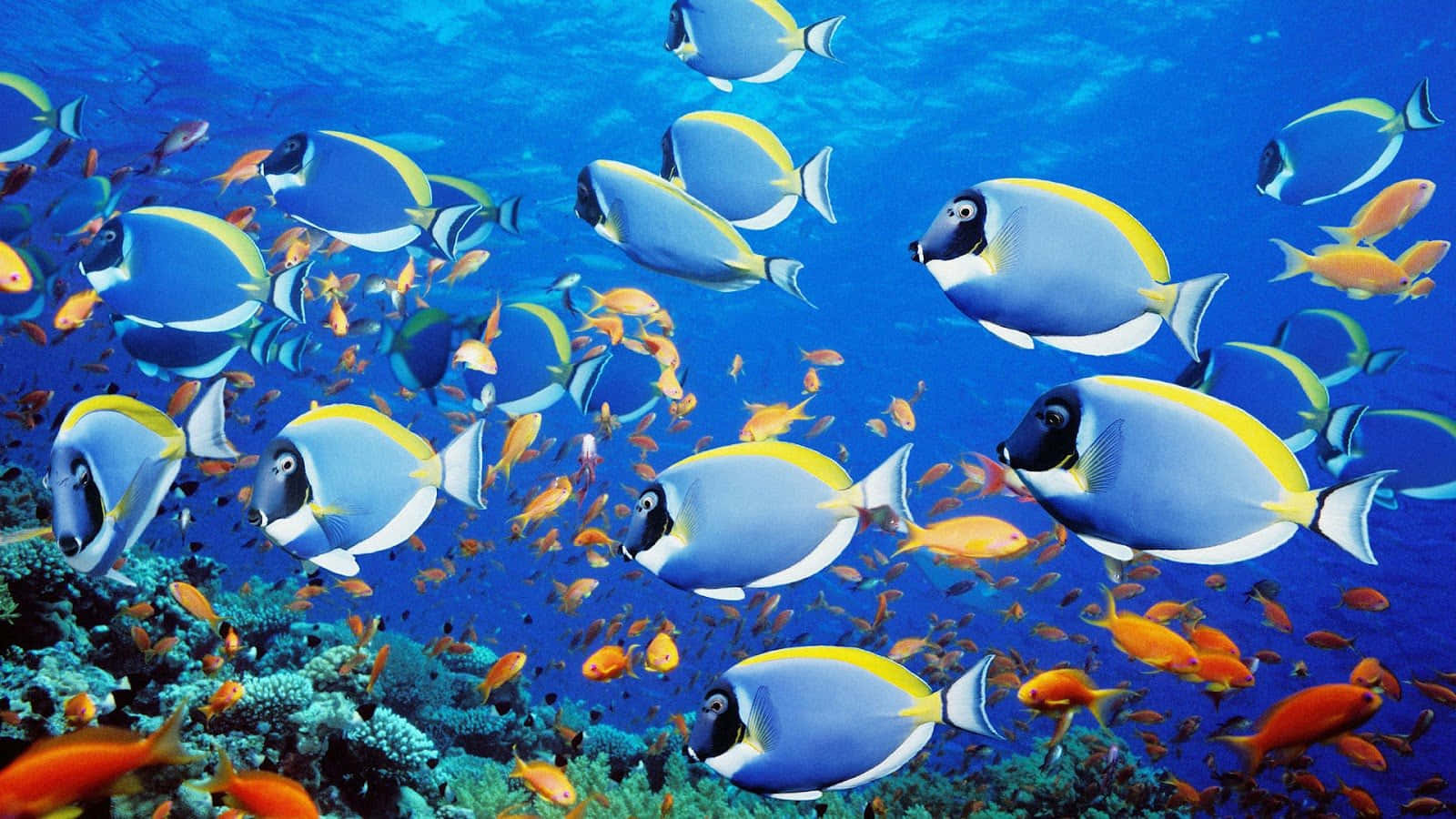 Farverigeskolefisk I Deres Undervandsverden.