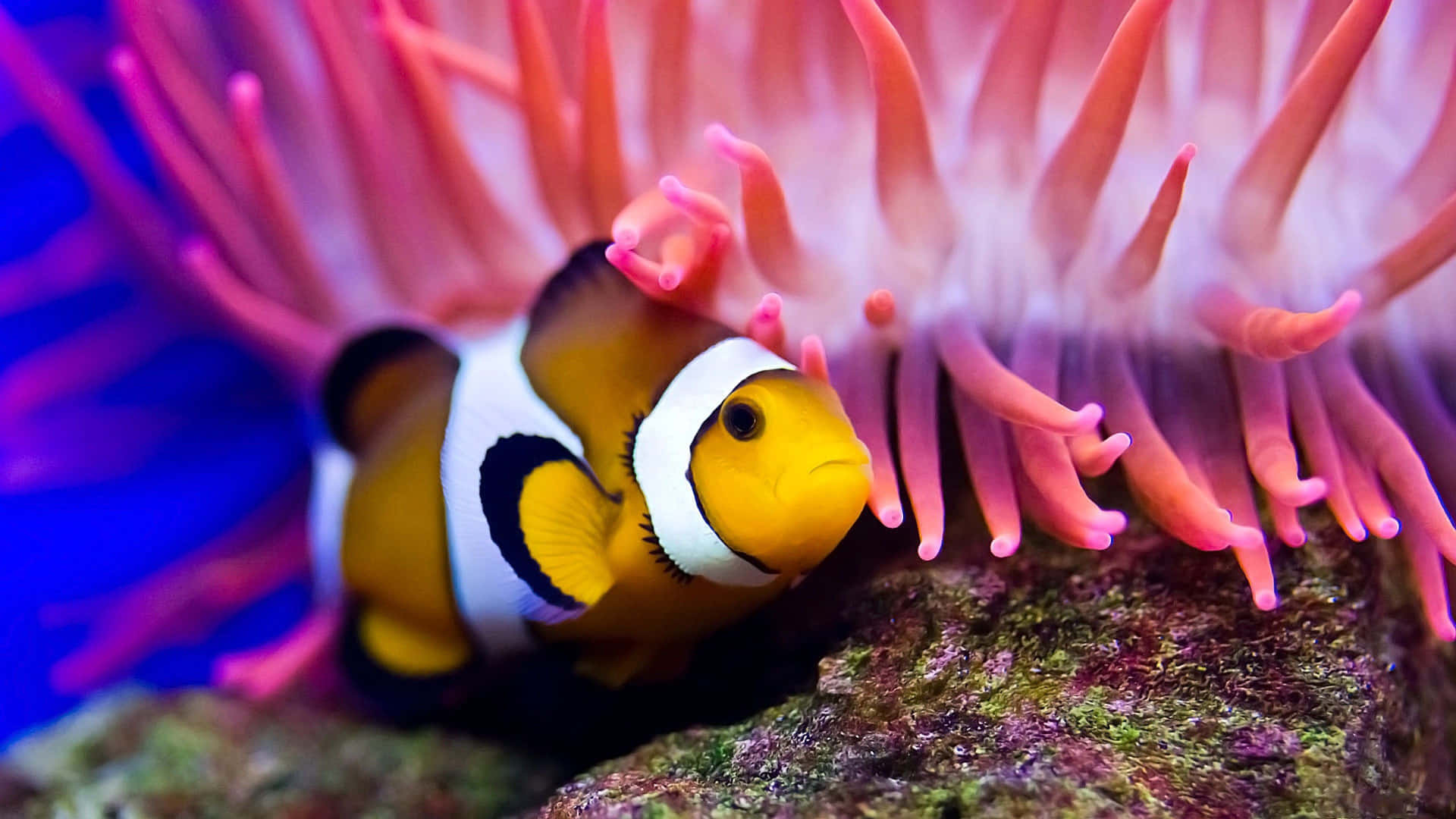 Clownfish In An Aquarium With Anemones