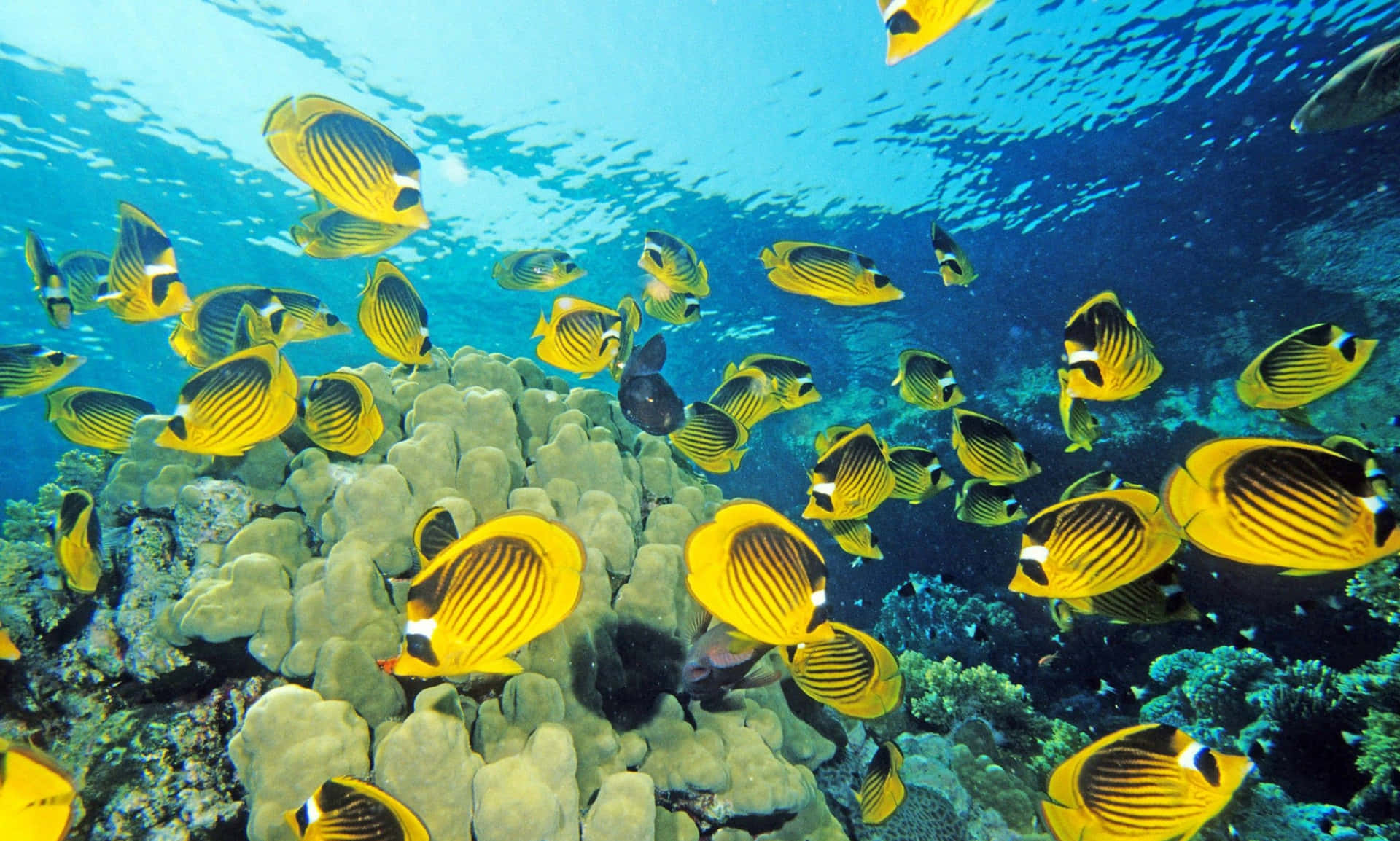 Einegruppe Von Gelben Schmetterlingsfischen Schwimmt Im Ozean.