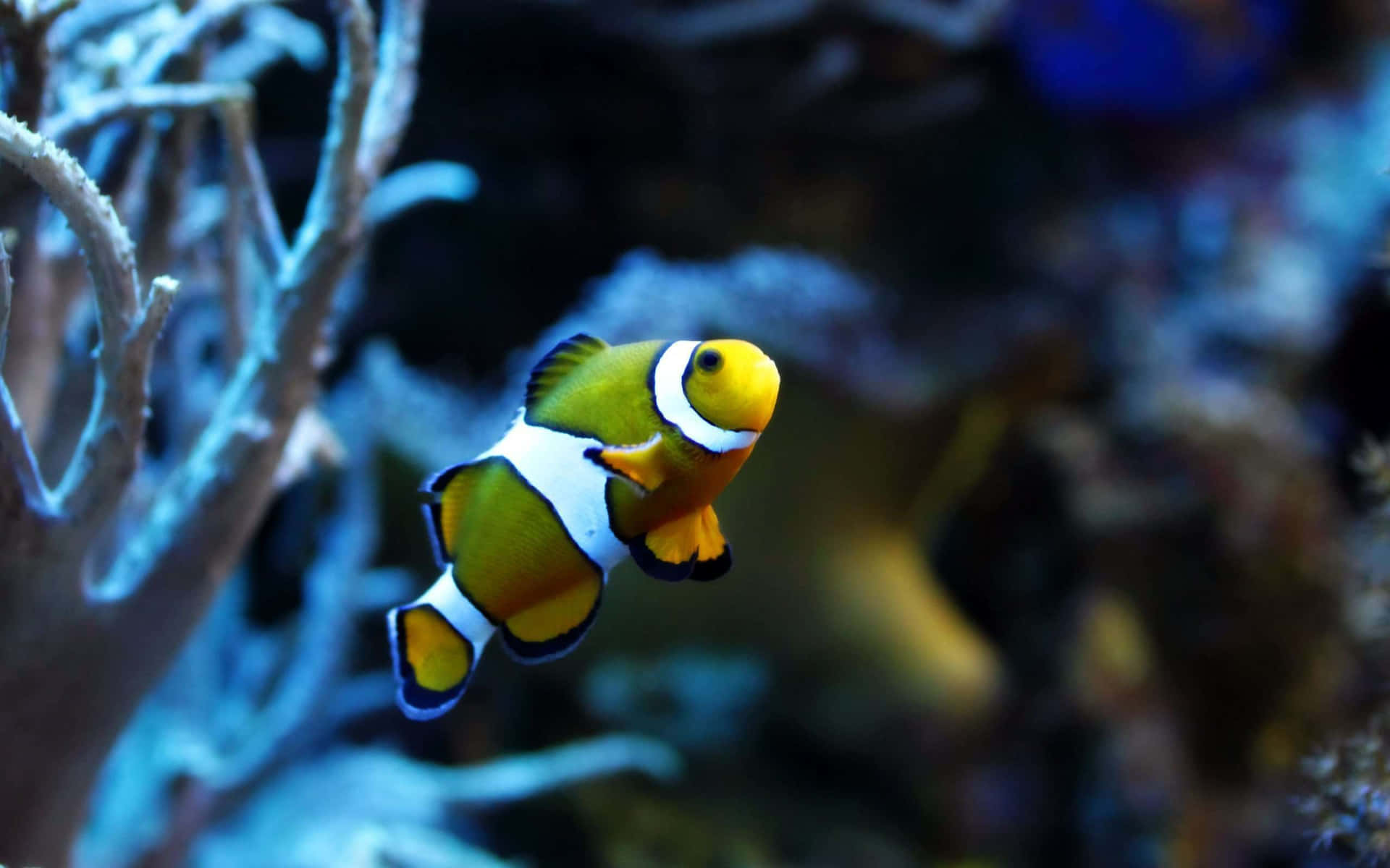 Erhascheeinen Blick Auf Einen Bunt Gefärbten Fisch In Den Tiefen Des Meeres