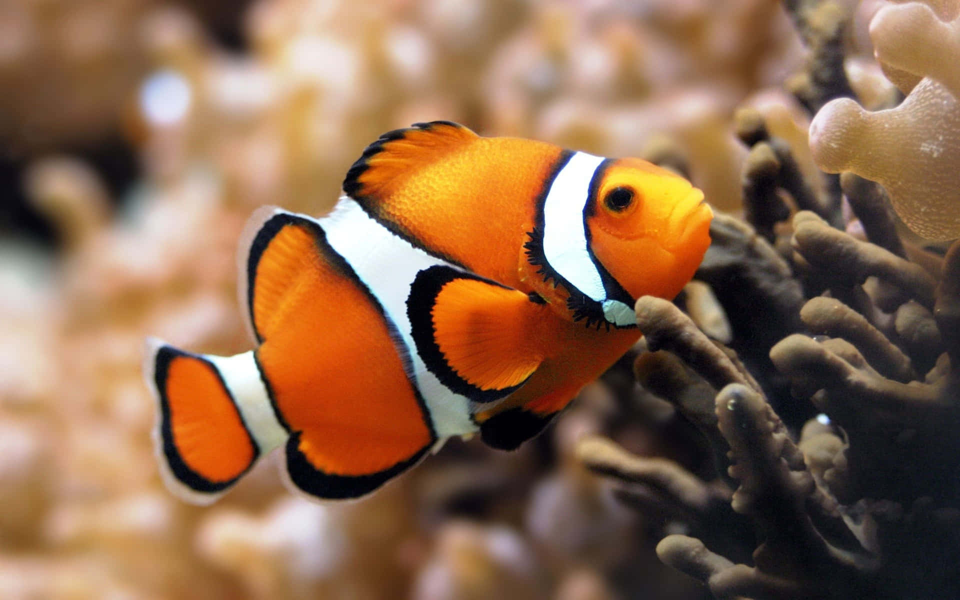 Einenahaufnahme Eines Lebendigen Orangefarbenen Und Gelben Fisches In Kristallklarem Wasser.