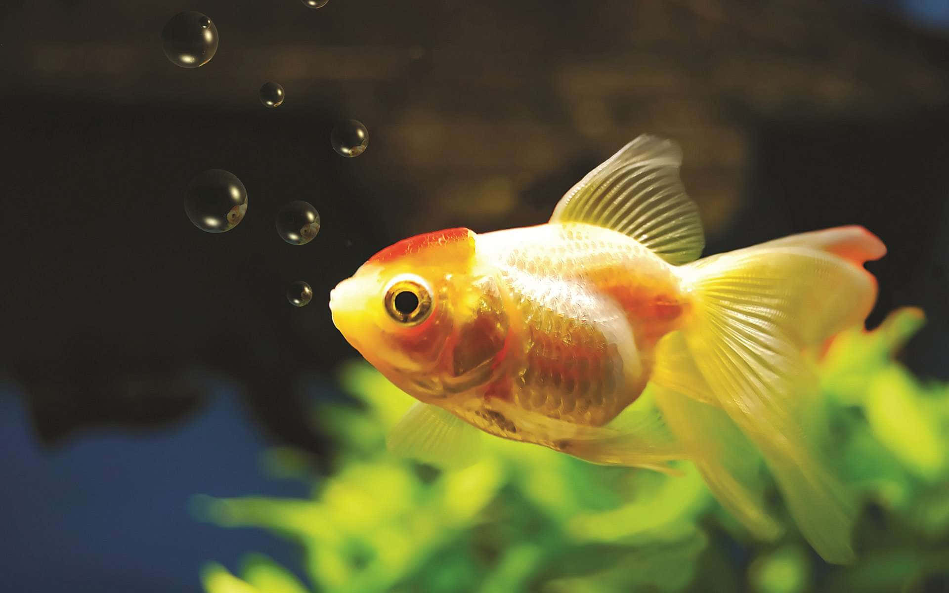 Havetsskønhed - Farverige Hd Fisk I Deres Naturlige Habitat