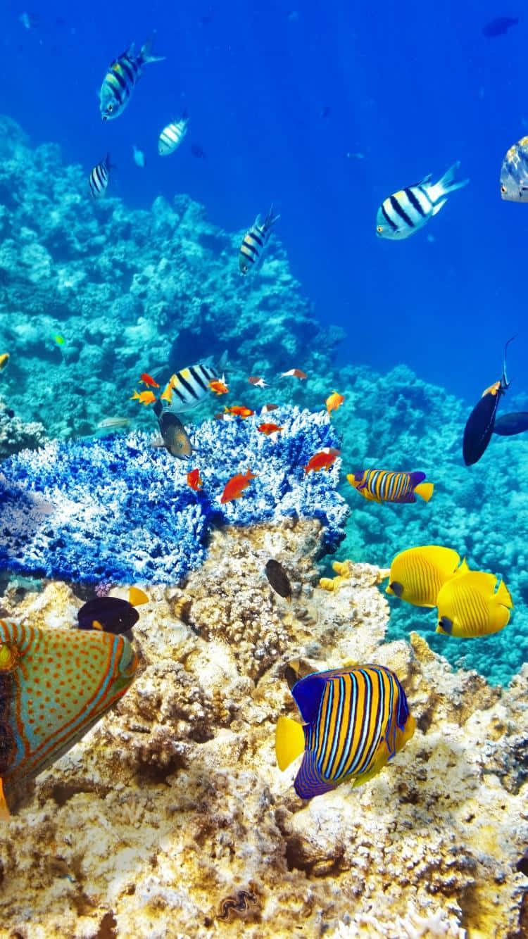 Colorful fish congregating in tranquil crystal blue waters
