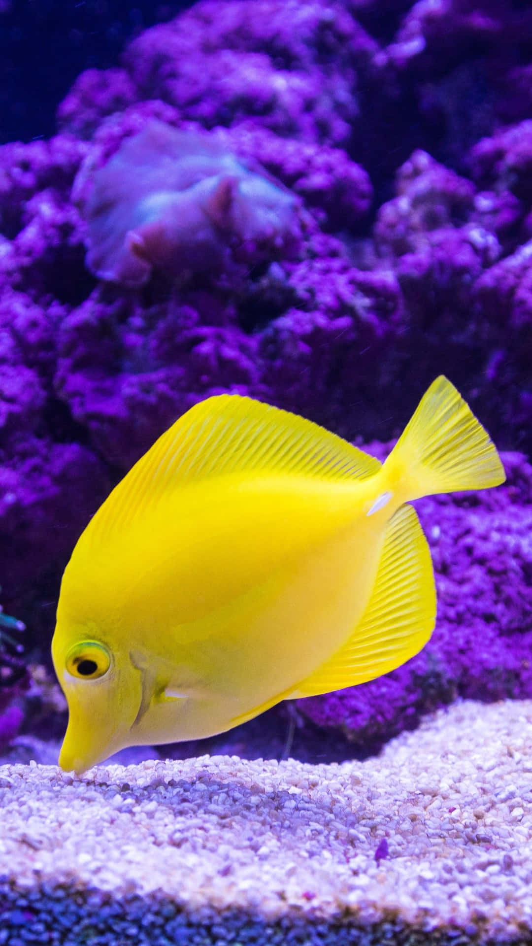 Enjoy the beauty of colorful and vibrant fish swimming in crystal clear waters.