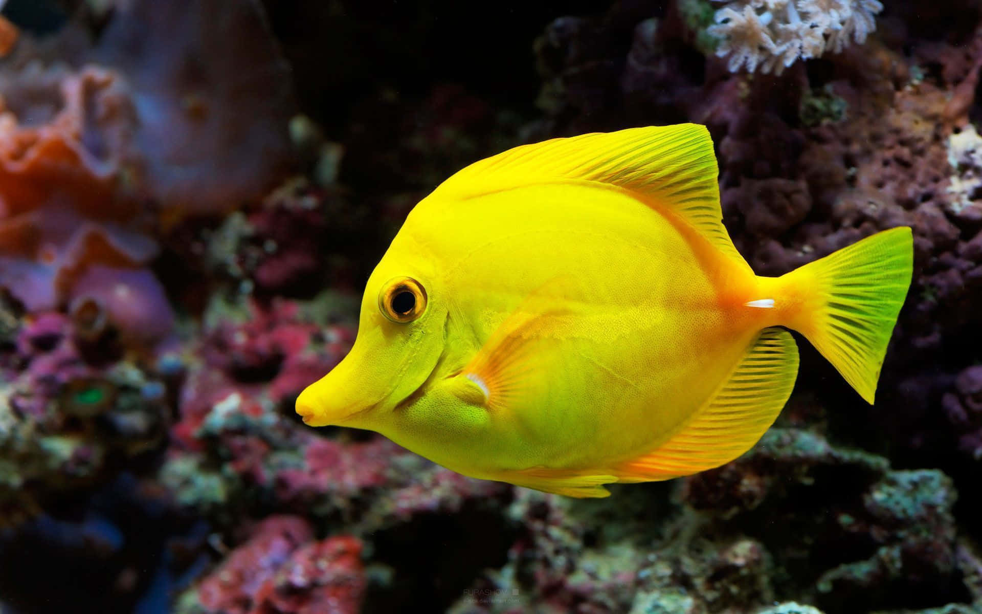 A Yellow Fish Swimming In An Aquarium