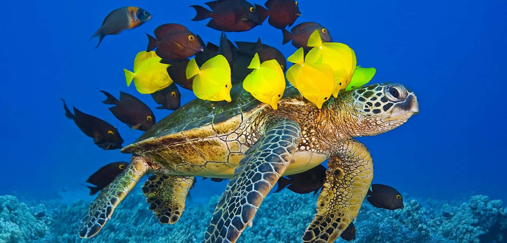 Eineschildkröte Mit Fischen Auf Ihrem Rücken.