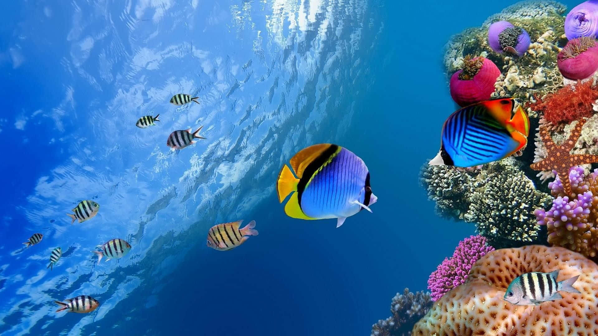 Enfarverig Tropisk Fisk, Der Svømmer I Klart Blåt Oceanvand.