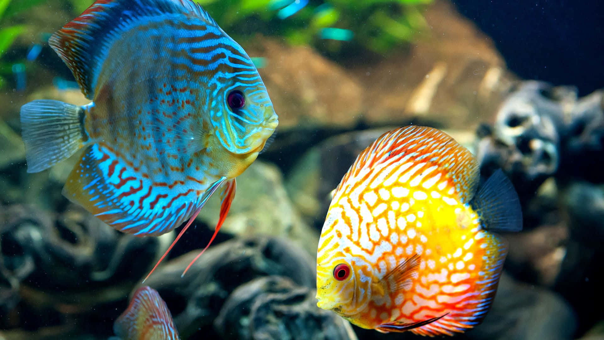 Dive Into Colorful Adventure With These Beautiful HD Fish