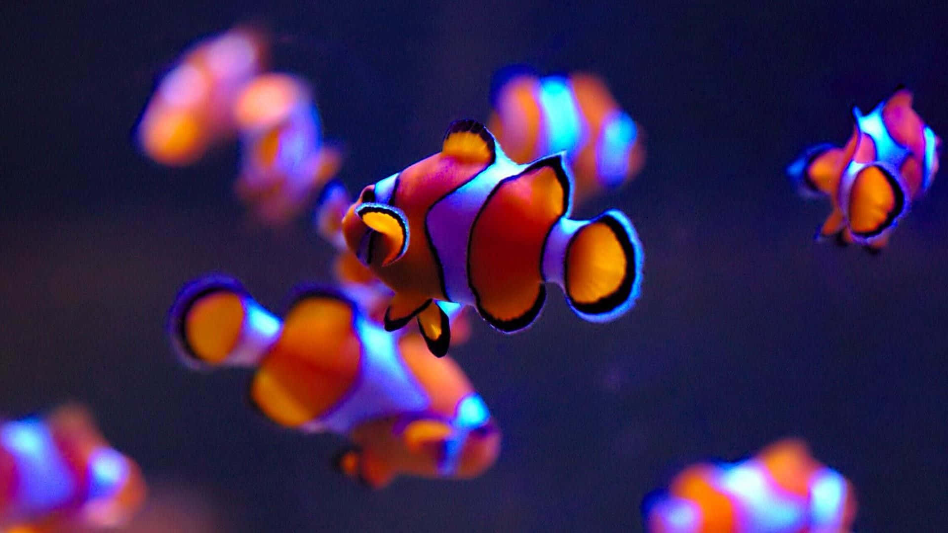Clownfish Tapeter Hd