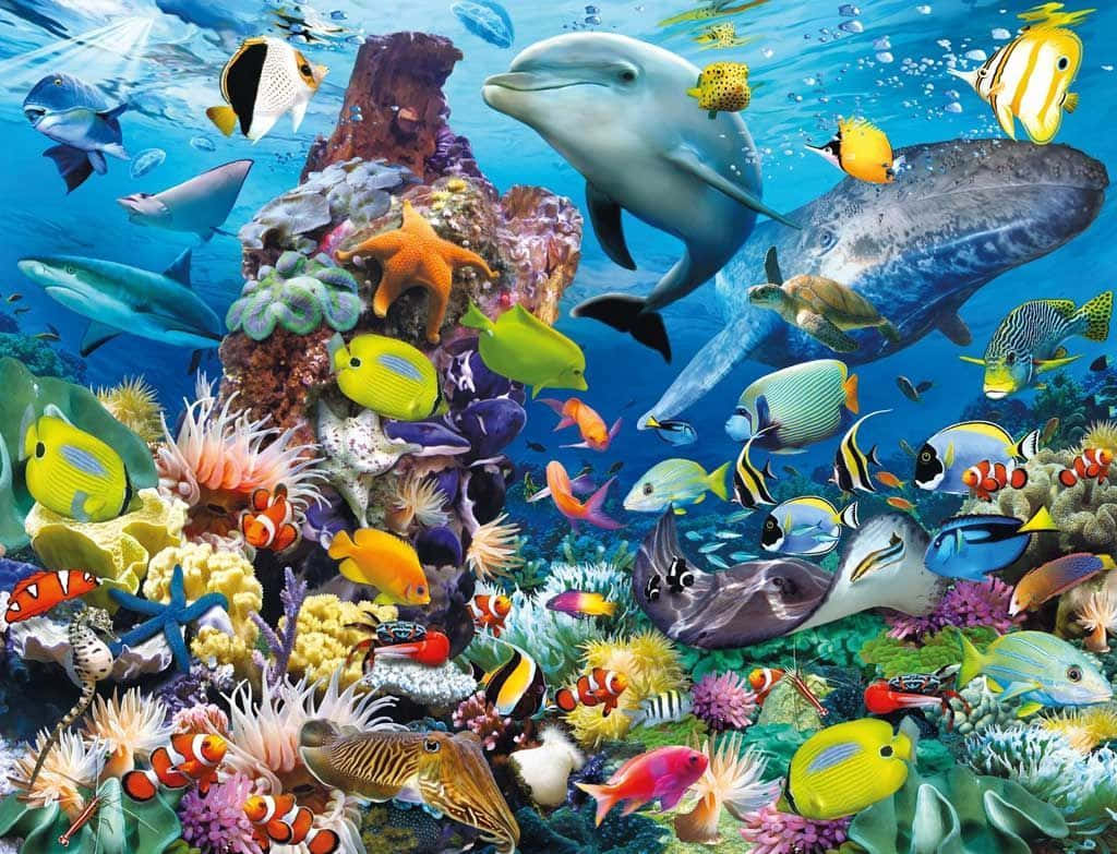 Färggladafiskar Simmar I Ett Livfullt Korallrev