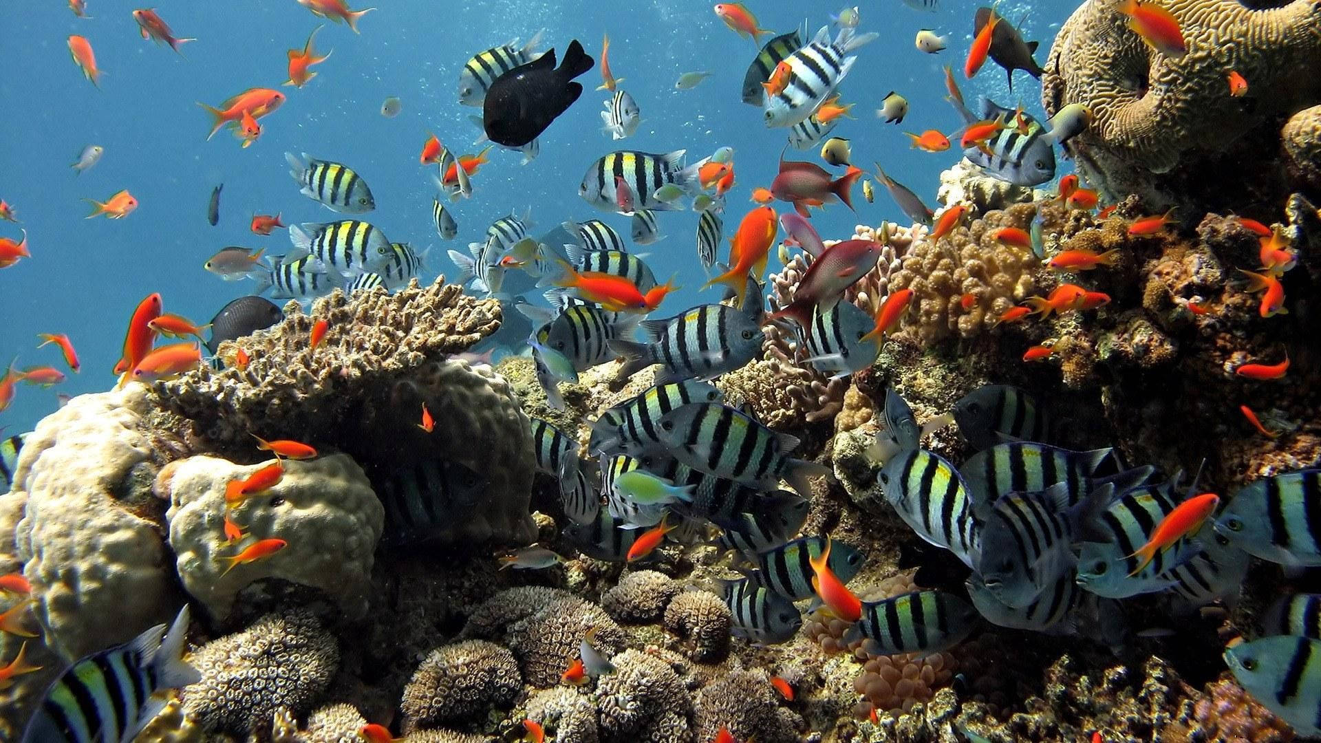 HD Fishes At Ras Mohamed Nature Reserve Wallpaper