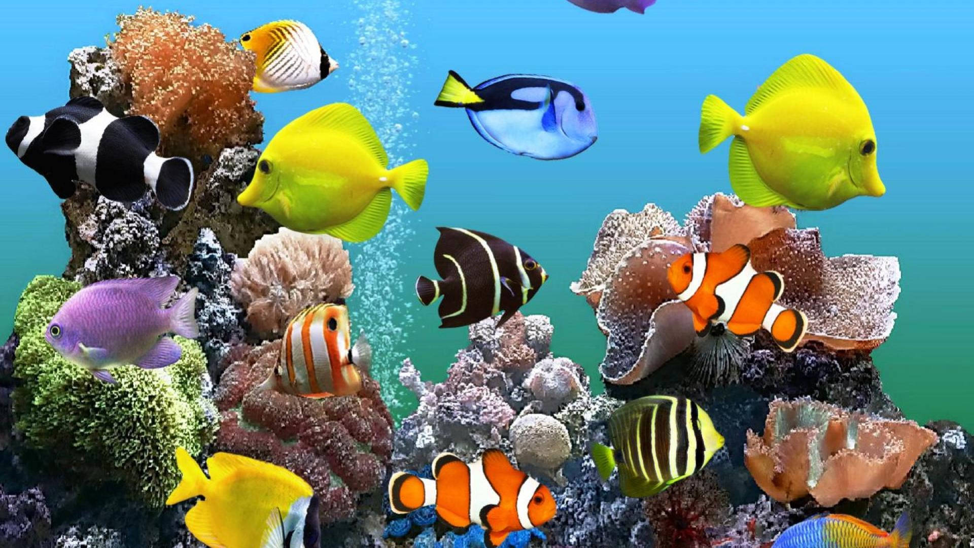 Pecesnadando Cerca De Arrecifes De Coral En Alta Definición (hd) Fondo de pantalla