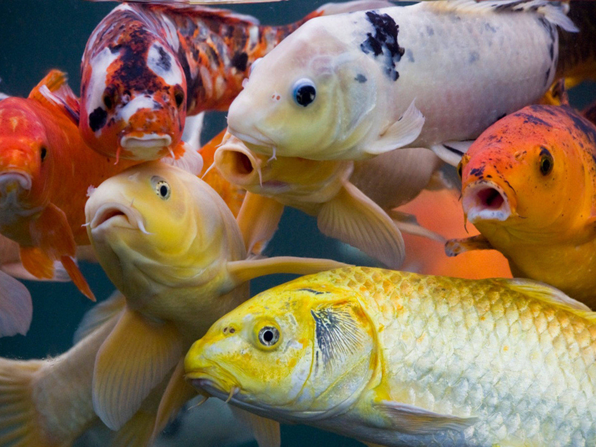 Hdfische In Gelb, Orange Und Weiß Wallpaper