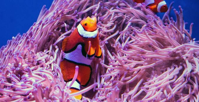 HD Fish Swimming Over Purple Corals Wallpaper