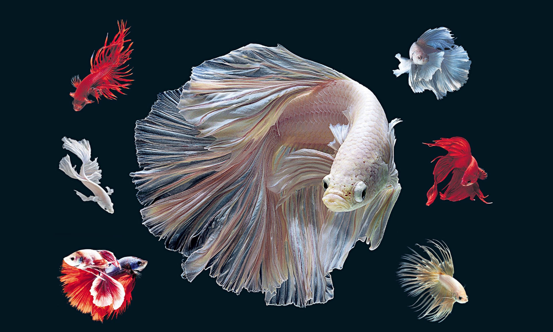 HD Fisk i hvid og rød Betta Illustration Wallpaper