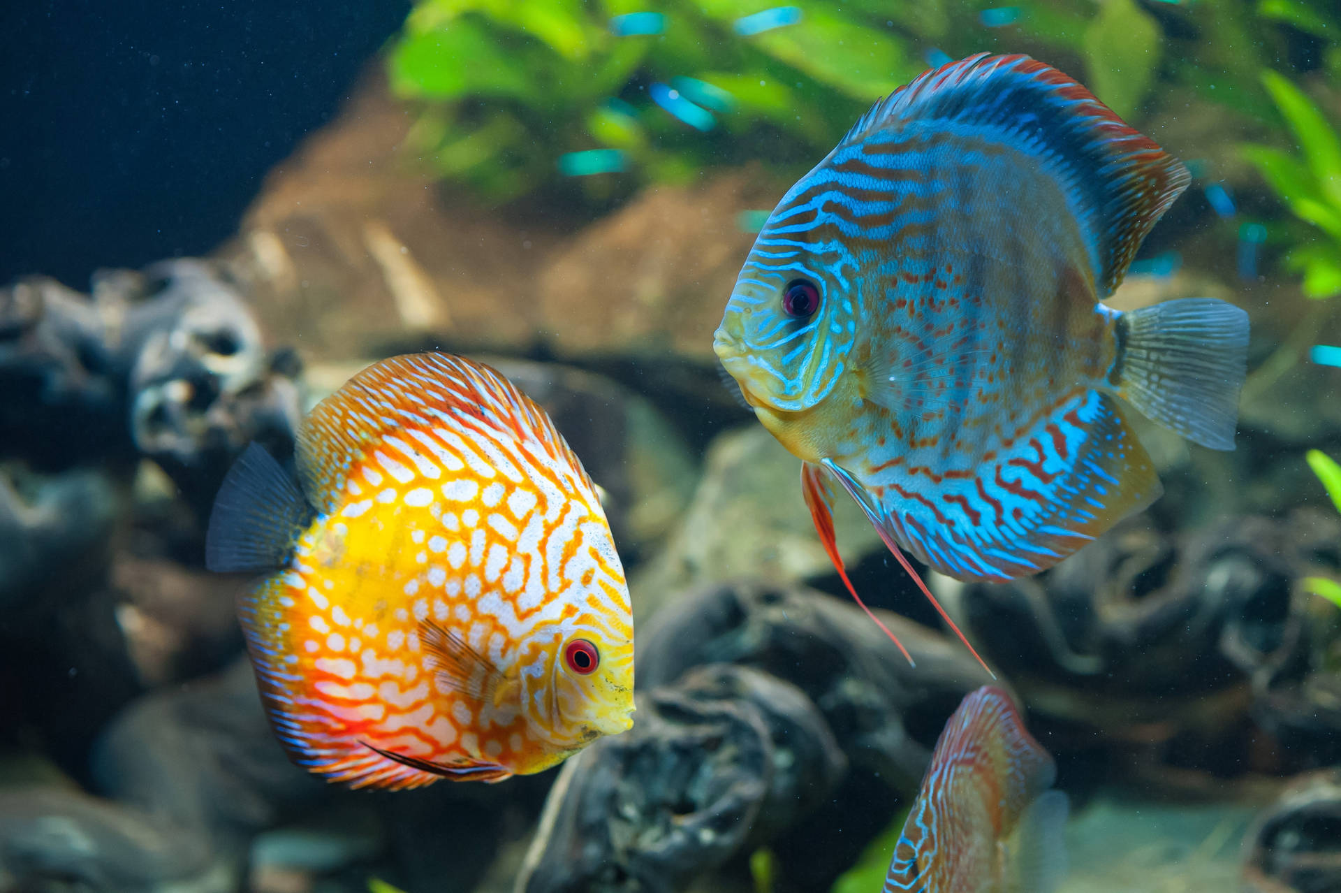 HD Fishes Red And Blue Discus Wallpaper