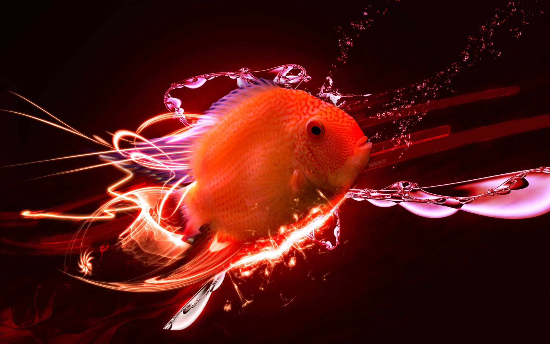 HD Fish Blood Red Parrot Cichlid Wallpaper