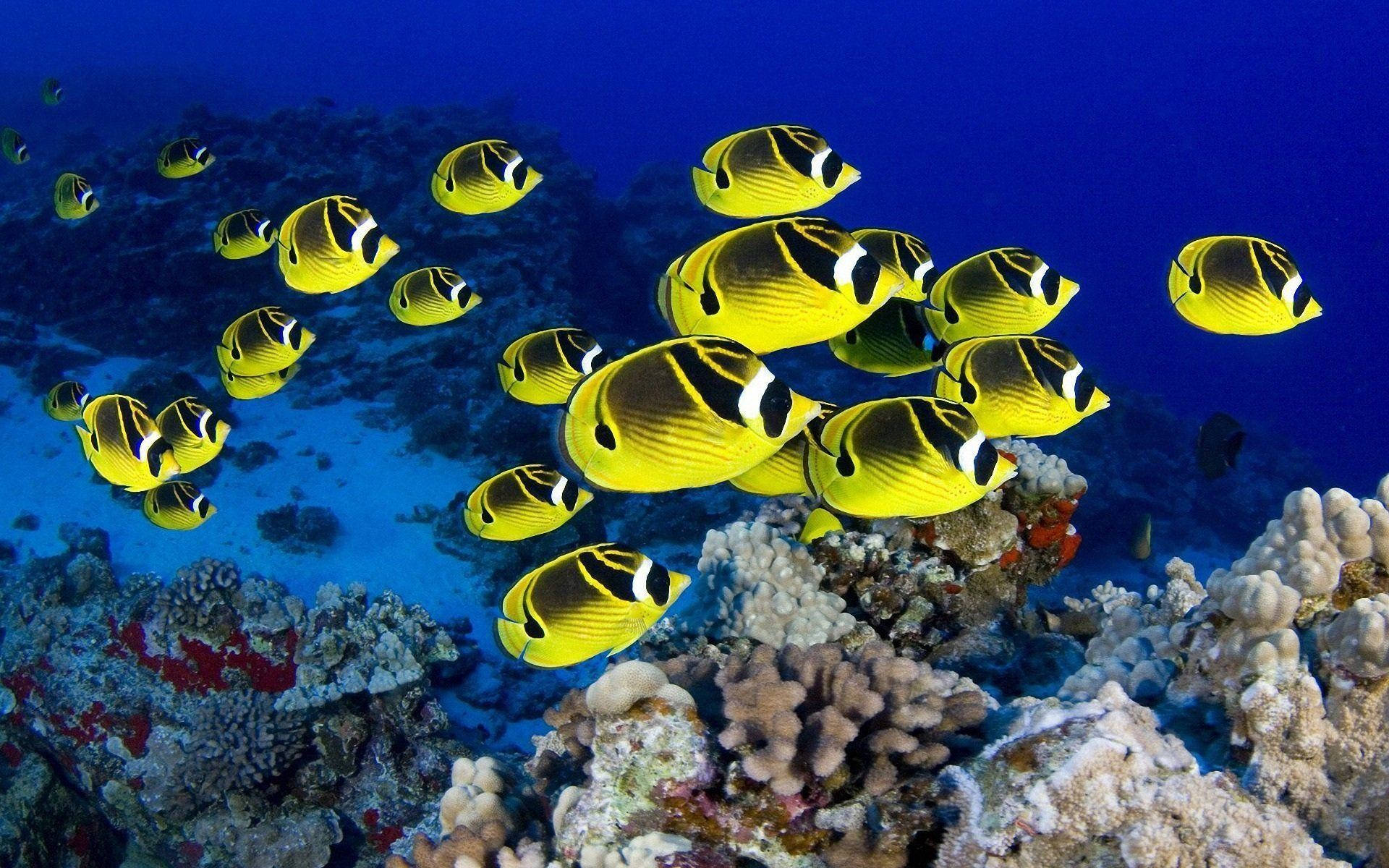 Hd Fishes Swimming Yellow Teardrop Butterflyfishes Wallpaper