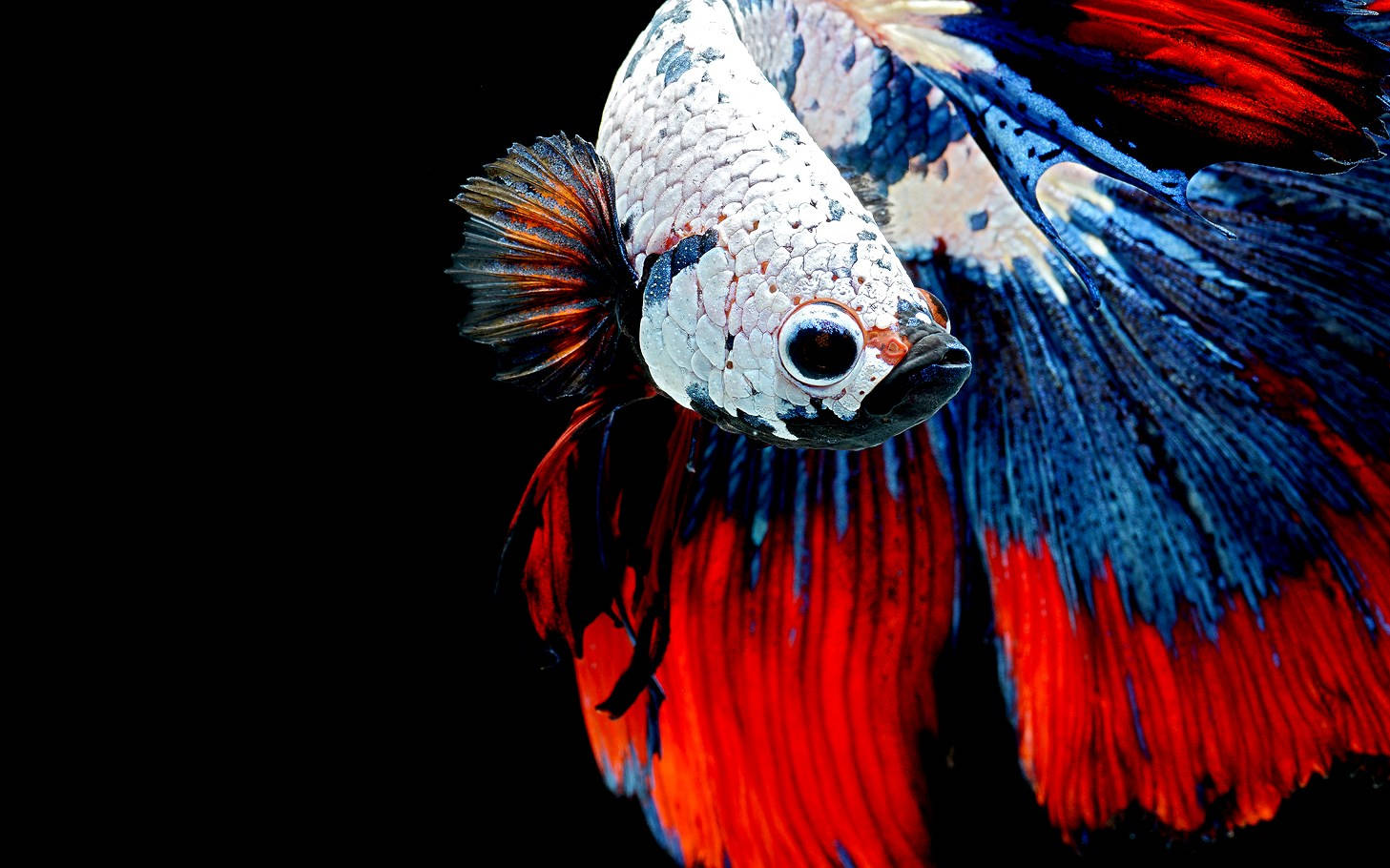 HD Fisk Multifarvet Bettas på sort baggrund Wallpaper
