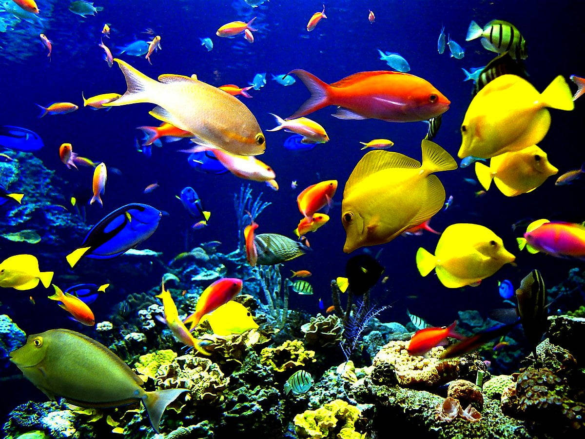 Hdfische Schwimmen Über Korallenriffe Wallpaper