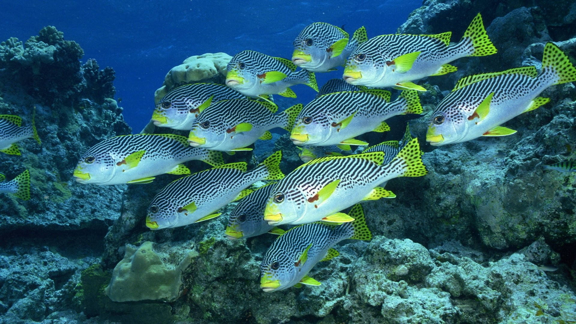 Pecessweetlips De Alta Definición Bajo El Agua Cerca De Los Arrecifes Fondo de pantalla