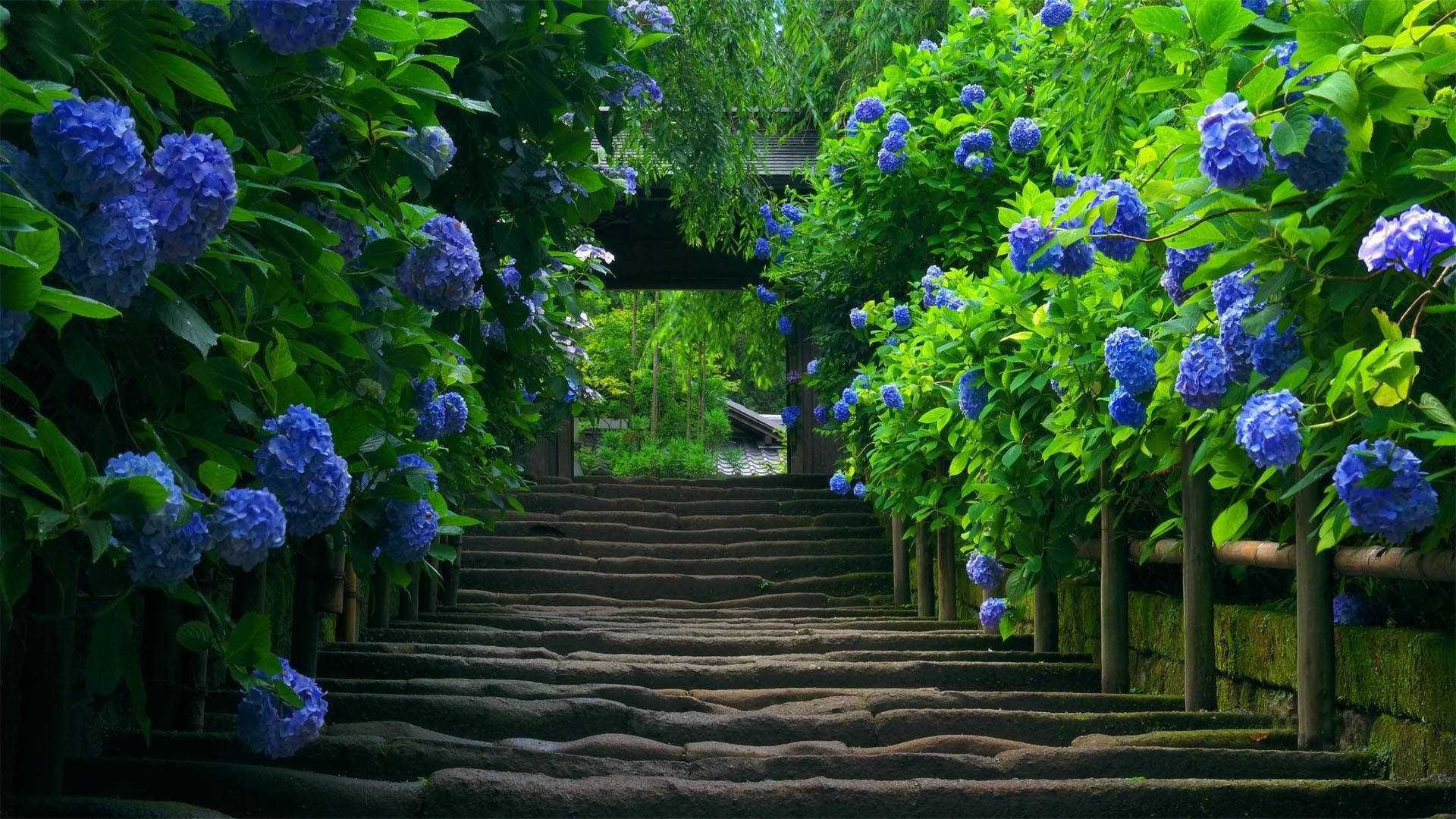 HD wallpaper of green garden with purple flowers surrounding stair path. 