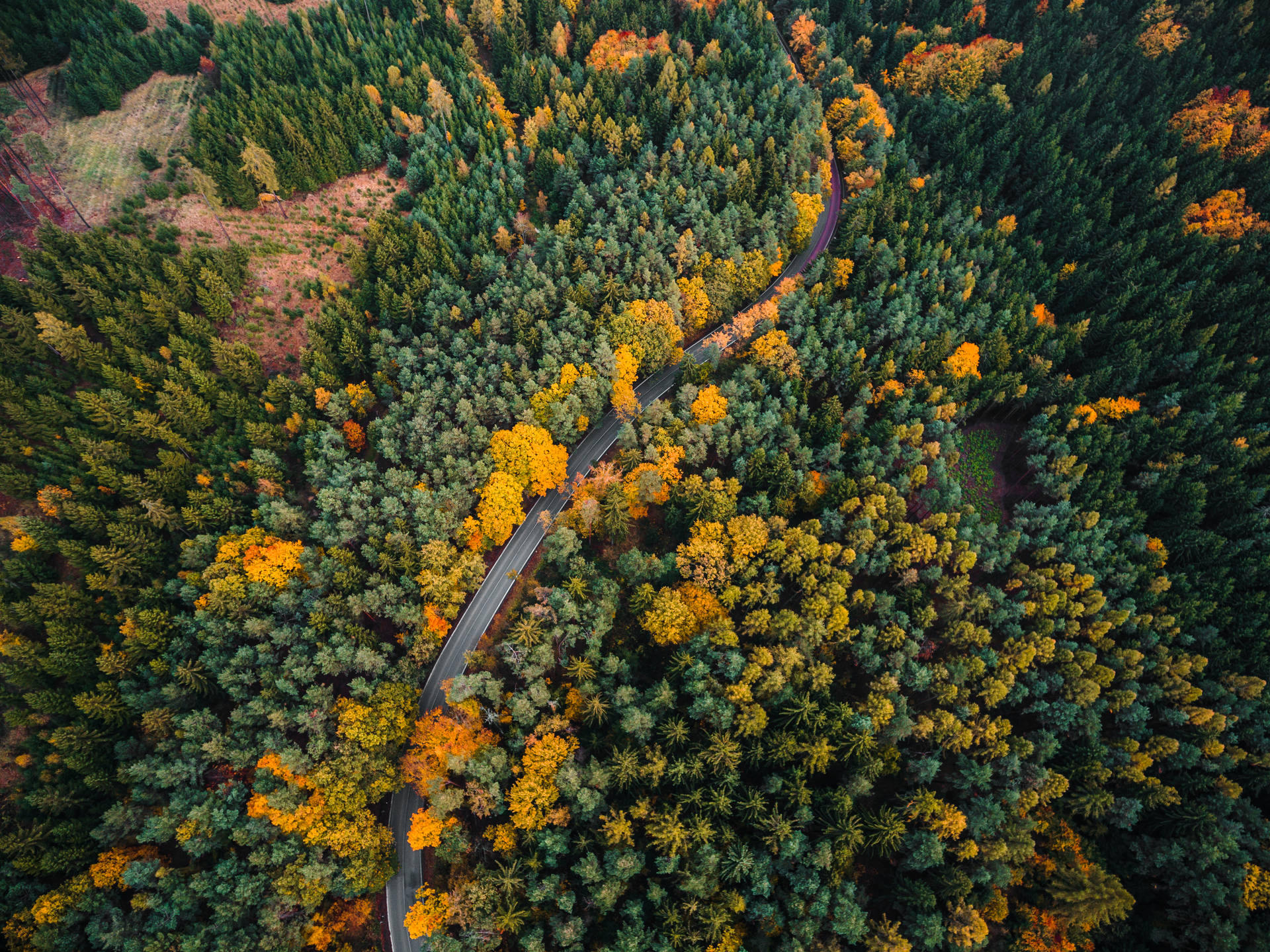 Hd Forest Aerial View Wallpaper