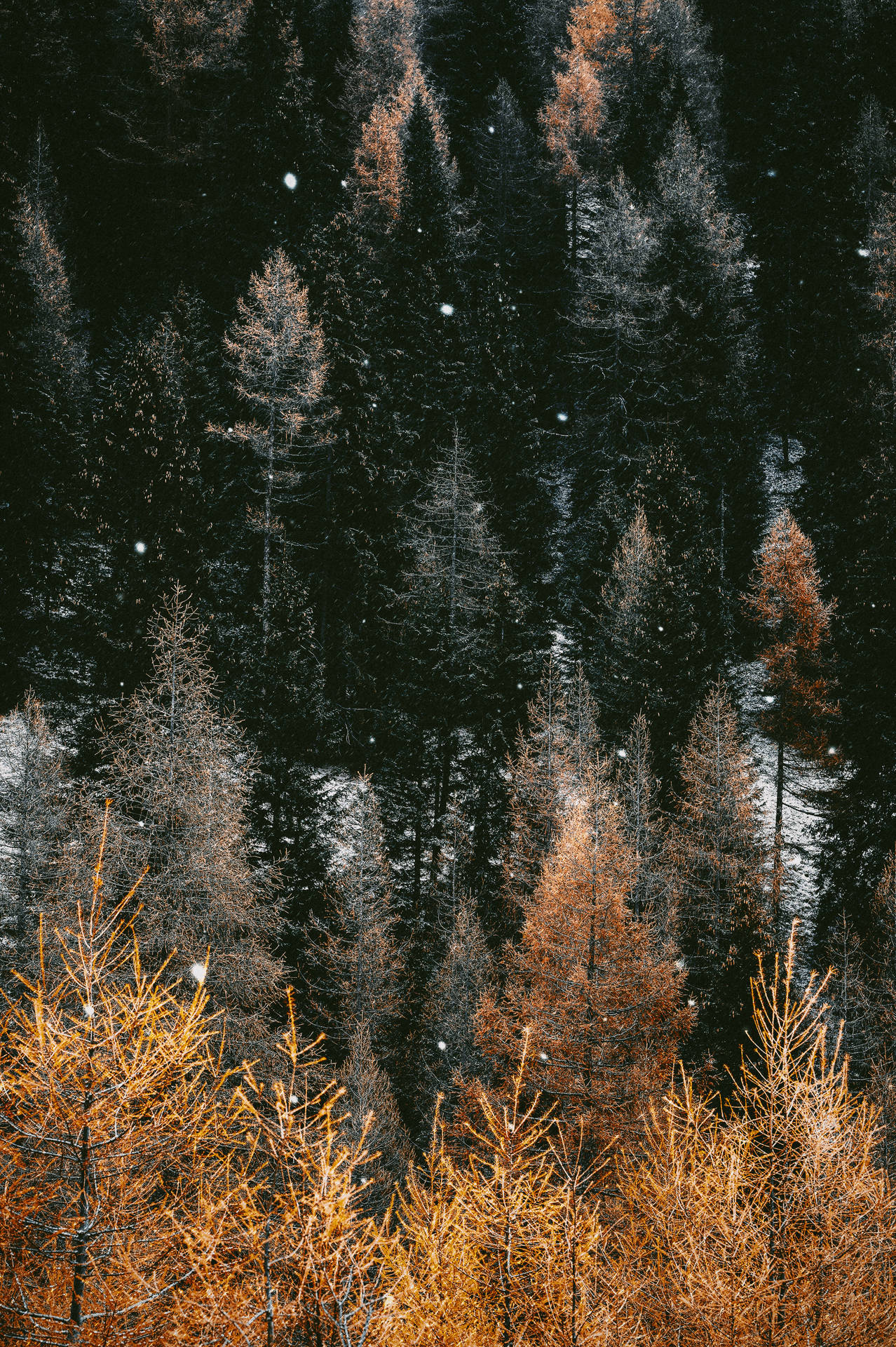 Hdskog Under Hösten Wallpaper