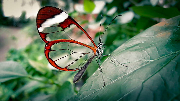 Hd-fotografering Af En Glasfløj Sommerfugl Wallpaper
