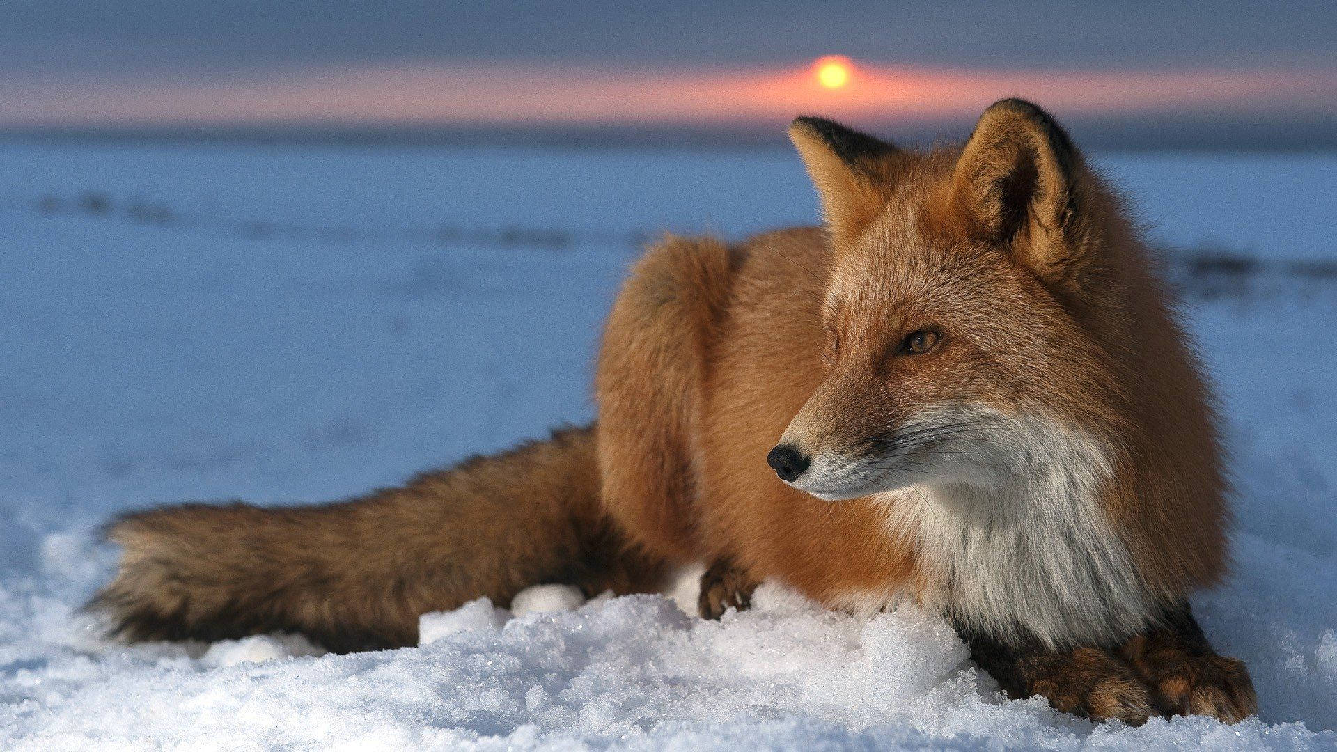 A beautiful fox in the sunset Wallpaper