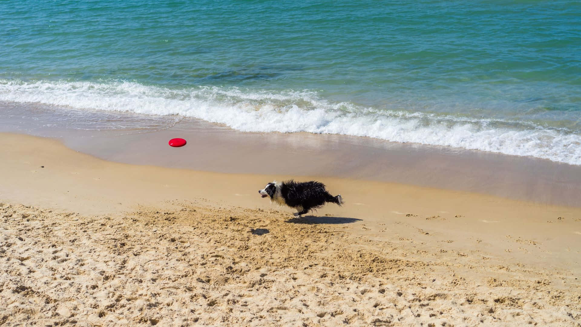 En hund løber på stranden.