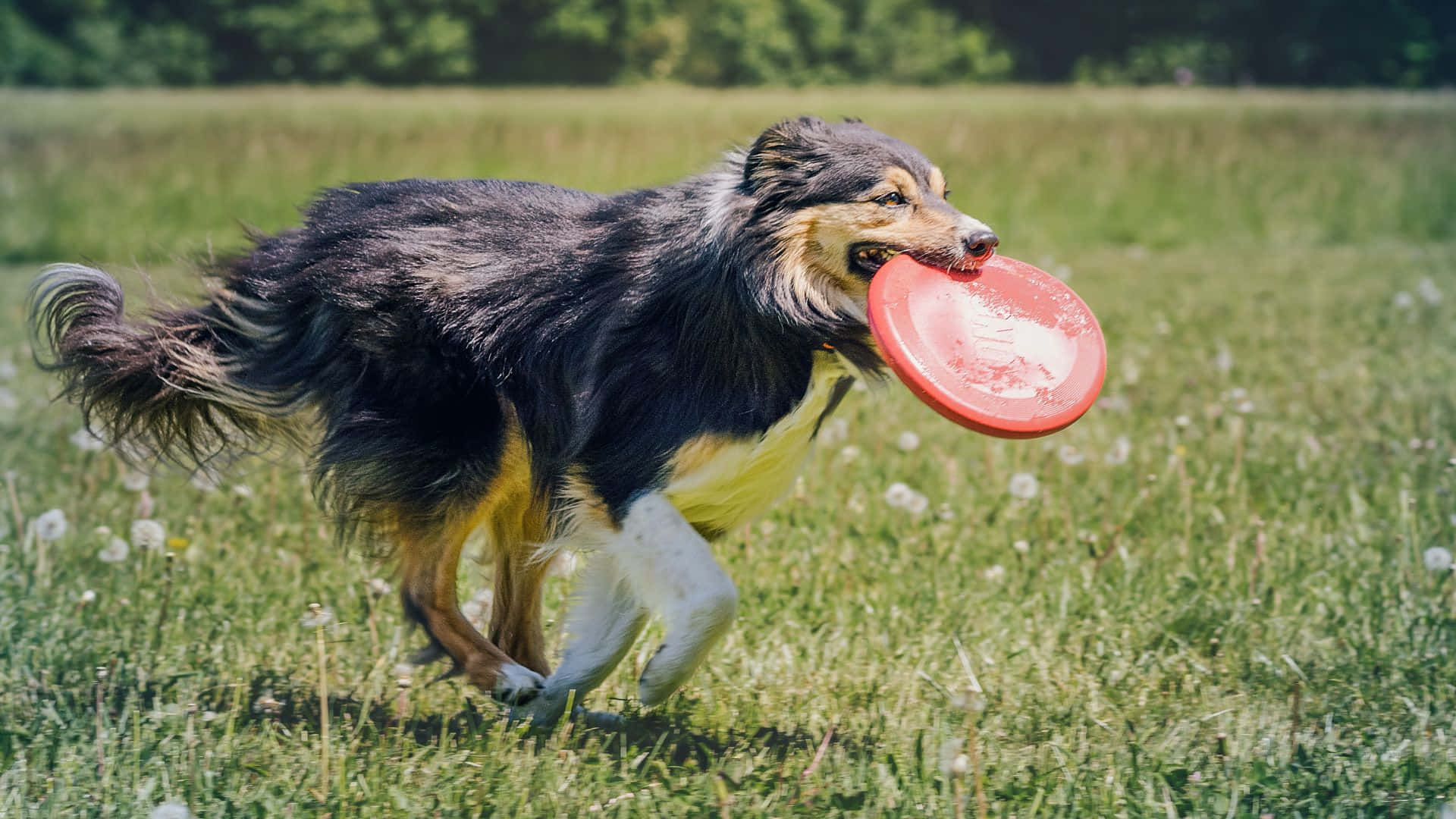 A Dog Is Running With A Frisbee In Its Mouth