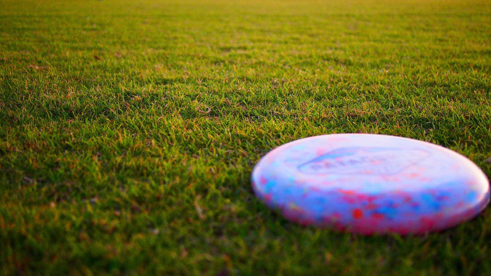 En frisbee sidder på græsset.