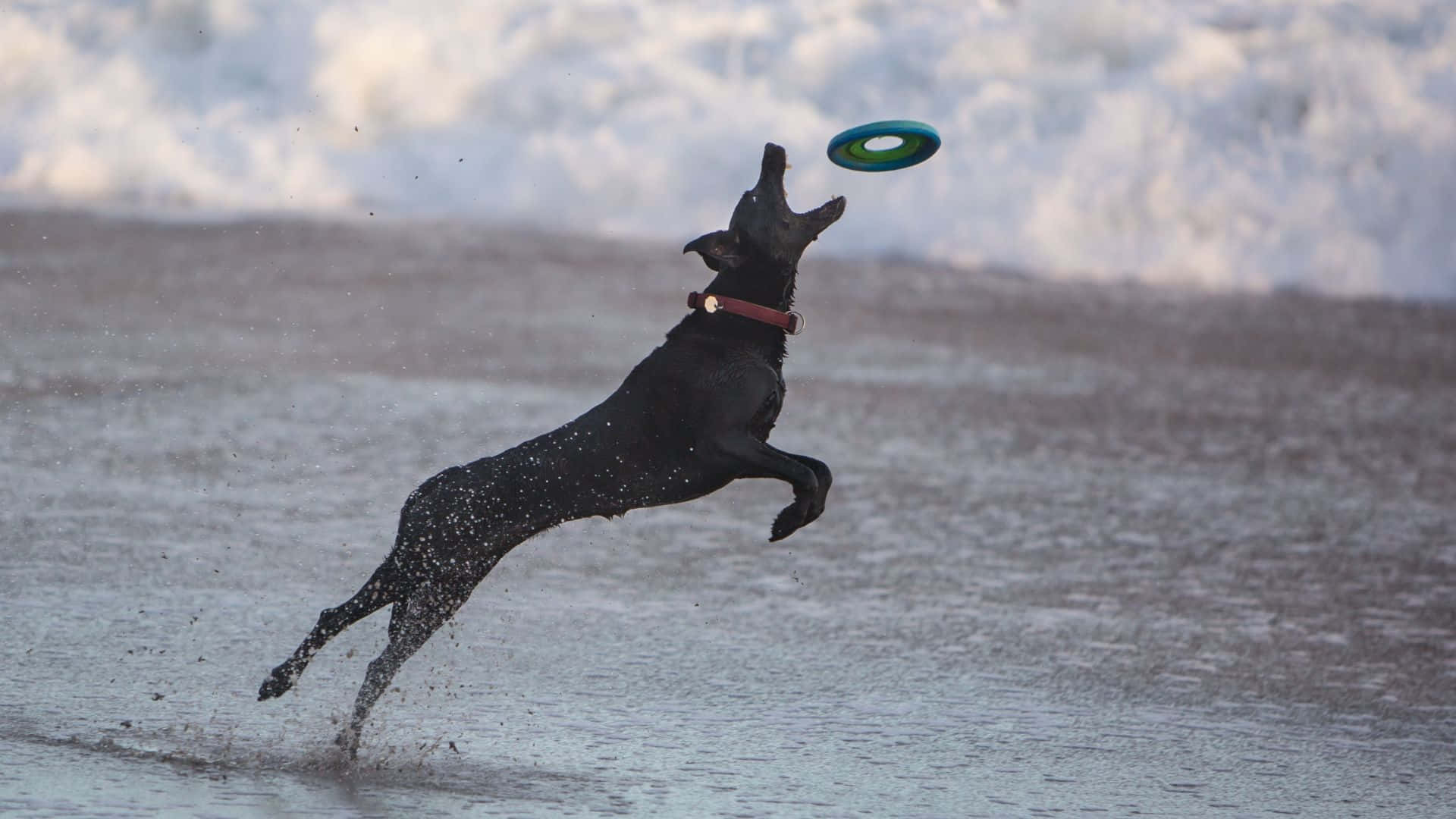 Get ready to catch some air and play some Frisbee!