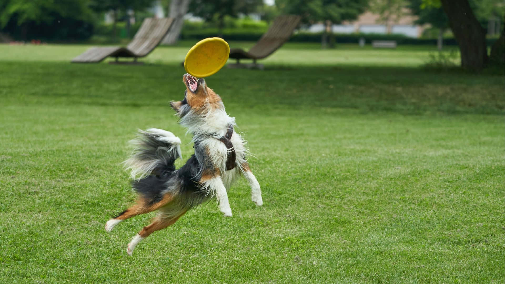Lots of fun outdoors with Hd Frisbee
