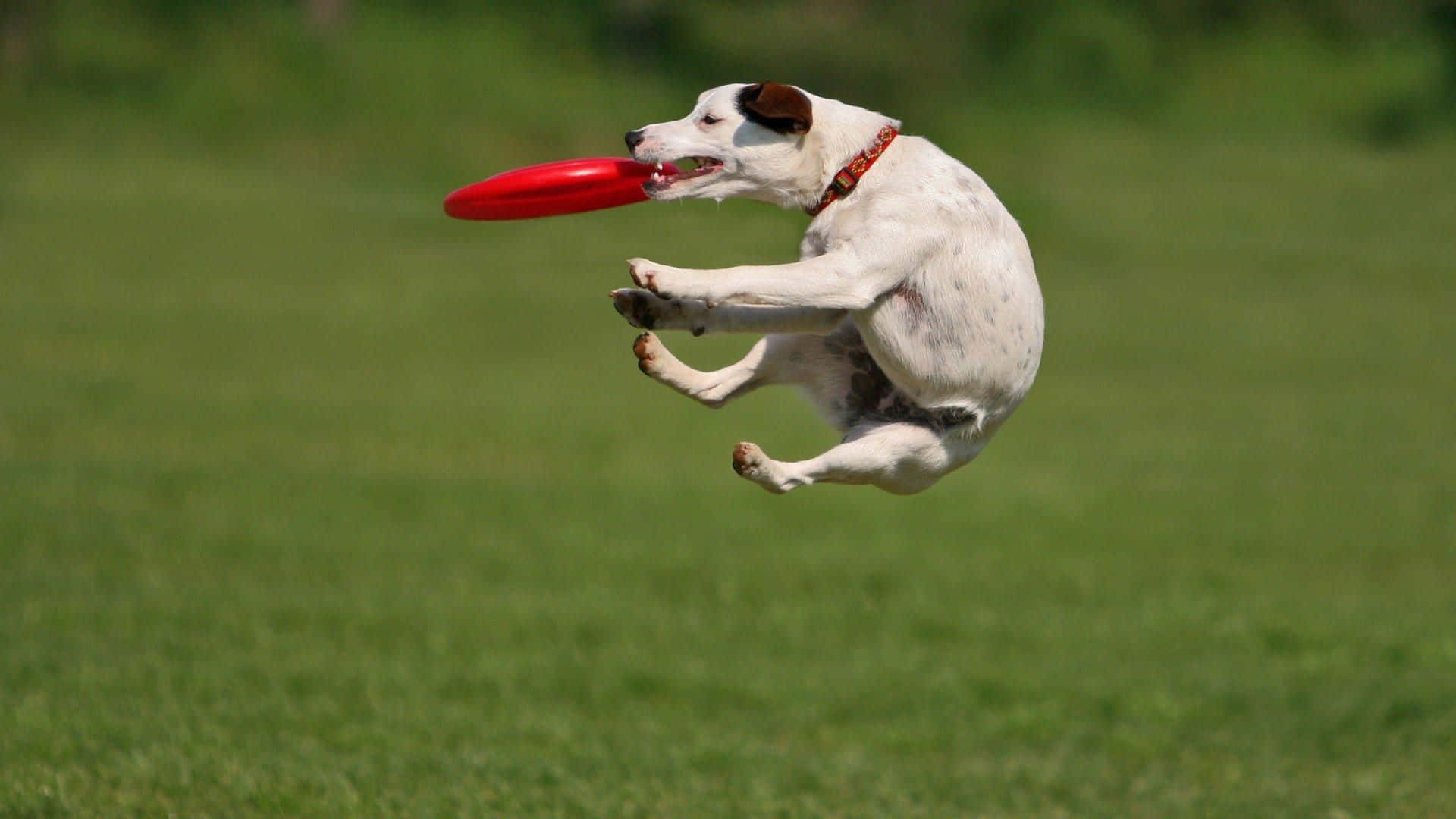 Flying High With HD Frisbee