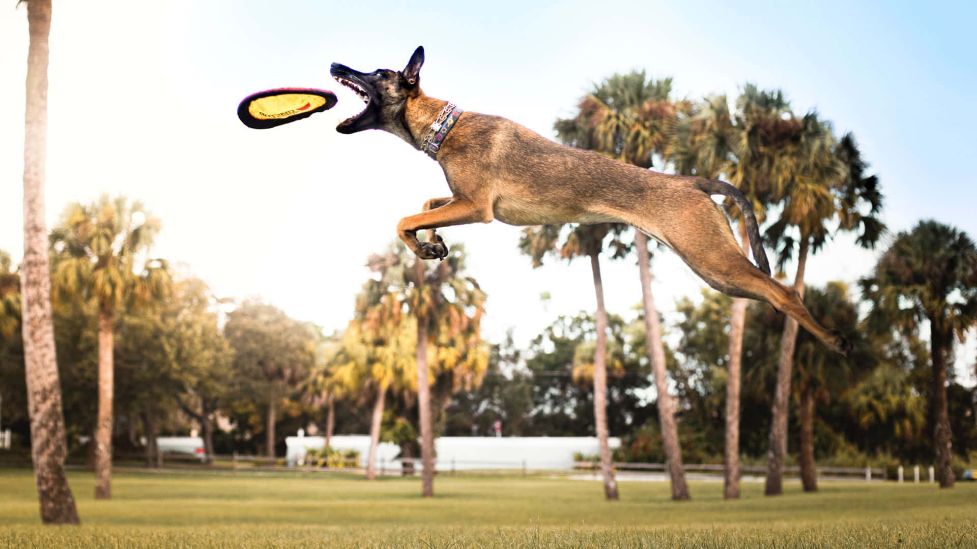Unfrisbee Brillante Y Llamativo Volando Por El Aire