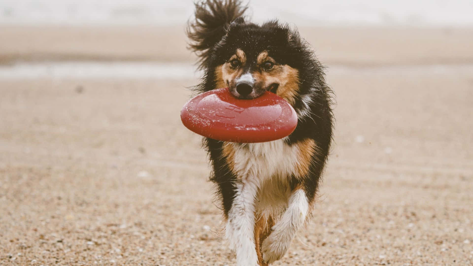 En hund der løber med en rød frisbee i munden