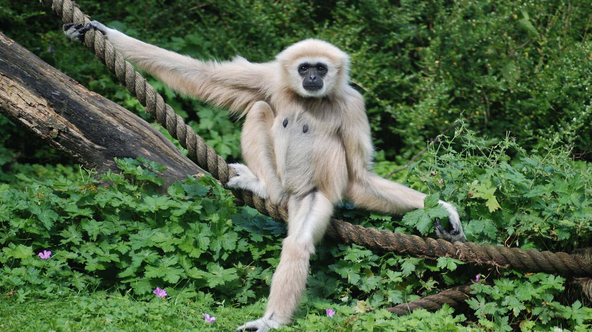 A close-up of a Hd Gibbon swinging through a jungle