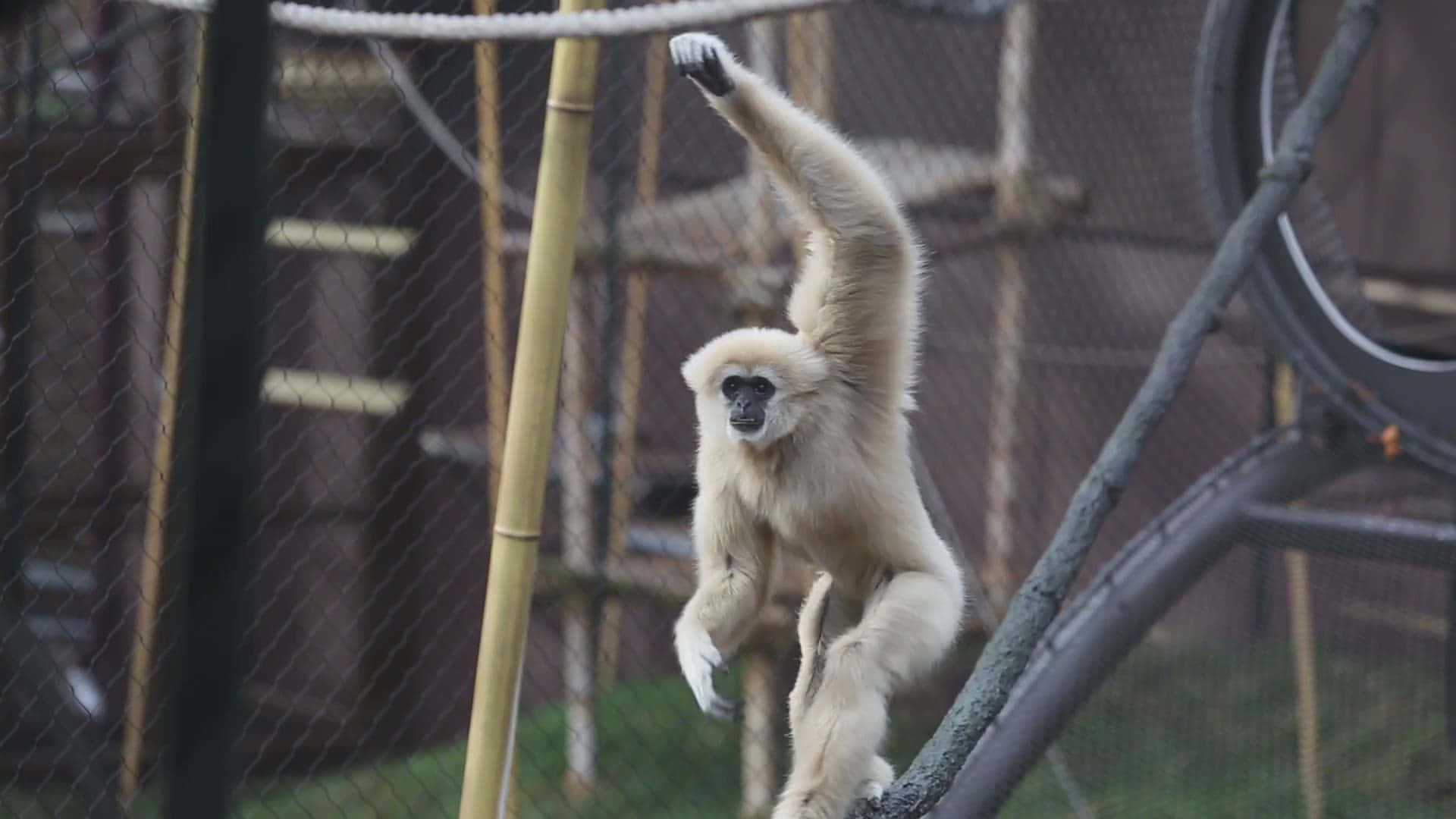 A White Monkey Is Hanging On A Rope In An Enclosure