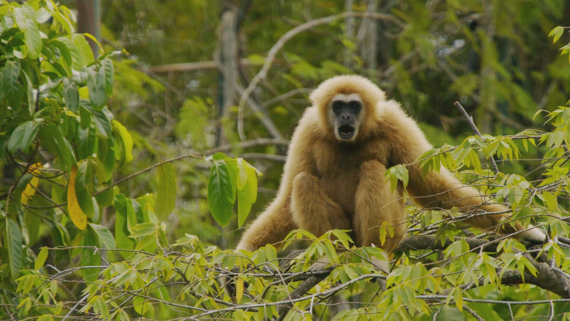 A HD Gibbon swinging through the tropical trees of Southeast Asia